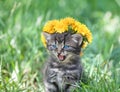 Little meowing kitten crowned with a chaplet of dandelion Royalty Free Stock Photo