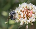 A little metallic blue Osmia Mason Bee pollinating a white clover flower.