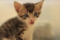 A little mewing tabby kitten Royalty Free Stock Photo