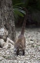 Little mexican coati