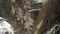 The little millipede on the forest road Royalty Free Stock Photo