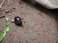 Little Millipedes make body like a ball to protect itself on the floor