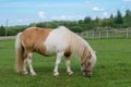 Little miniature horse grazing in pasture Royalty Free Stock Photo