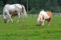 Little miniature horse summer