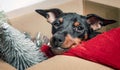 little miniature pinscher puppy peeks out of the box with christmas decor close up