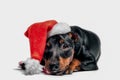 little miniature pinscher puppy in a red christmas hat