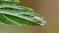 Little mirid bug sitting on leaf Royalty Free Stock Photo