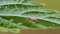 Little mirid bug sitting on leaf Royalty Free Stock Photo