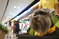 Little mixed breed terrier dog happy sitting in the dog cart in