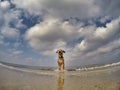 Little mixed dog playing with ball Royalty Free Stock Photo