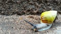 Little Mollusca Finding a Way Royalty Free Stock Photo