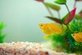 Little Molly fish, Poecilia latipinna in fish tank or aquarium