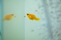 Little Molly fish, Poecilia latipinna in fish tank or aquarium