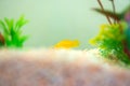 Little Molly fish, Poecilia latipinna in fish tank or aquarium