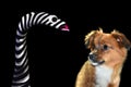 Little mongrel dog is afraid of a stocking hand puppet Royalty Free Stock Photo