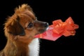 Little mongrel dog with gift in his snout Royalty Free Stock Photo