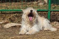 Little mongrel dog lying and yawns