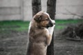 Little mongrel puppy stands next to a tree