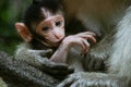 Little monkey Royalty Free Stock Photo