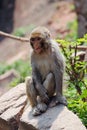 Little monkey Royalty Free Stock Photo