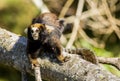 A little monkey from Brazil