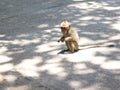 Little monkey brown is enjoy eating food snack on stone ground in the zoo at Thailand, selective focus and blurred background has