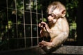 Little monkey in cage, selective focus, with dark dramatic environmanet Royalty Free Stock Photo