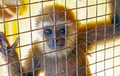 Little monkey in a cage Royalty Free Stock Photo