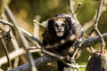 A little monkey that calls white eared Marmoset