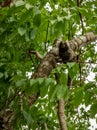 Little monkey climbed on a tree in the jungle