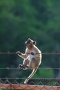 Little monkey climbing on steel fence against blurry background