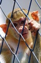 Little monkey in cage Royalty Free Stock Photo