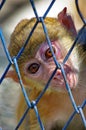 Little monkey in cage Royalty Free Stock Photo