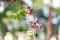 Little Monkey (Crab-eating macaque) on tree