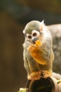 Little monkey eating fruit on tree Royalty Free Stock Photo