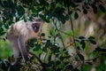 Little monkey Royalty Free Stock Photo
