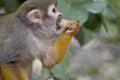 Little monkey eating food human like mammal Royalty Free Stock Photo