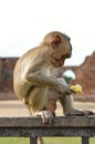 Little monkey with food