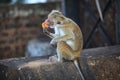 Little monkey had stolen a biscuit. Sri Lanka