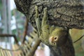Little monkey hanging around branch of tree in cage. Selective focus. Macro Royalty Free Stock Photo