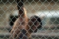 A little monkey hanging on a fence in the zoo Royalty Free Stock Photo