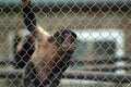 A little monkey hanging on a fence in the zoo Royalty Free Stock Photo