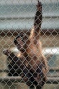 A little monkey hanging on a fence in the zoo Royalty Free Stock Photo