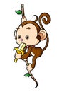 The little monkey is hanging on the tree and eating banana Royalty Free Stock Photo