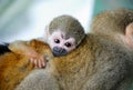 Little monkey hug your mom