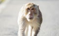 Little monkey looking for something.5 Royalty Free Stock Photo