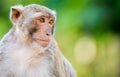little monkey looking for something. Royalty Free Stock Photo