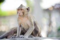 Little monkey looking for something.3 Royalty Free Stock Photo