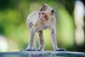 Little monkey looking for something.4 Royalty Free Stock Photo