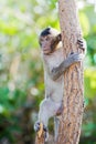 Little monkey looking for something. 6 Royalty Free Stock Photo